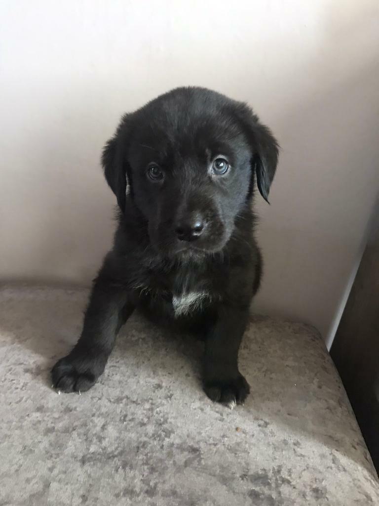 lab x husky